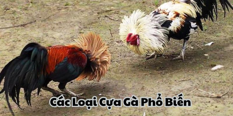 Các Loại Cựa Gà Phổ Biến 