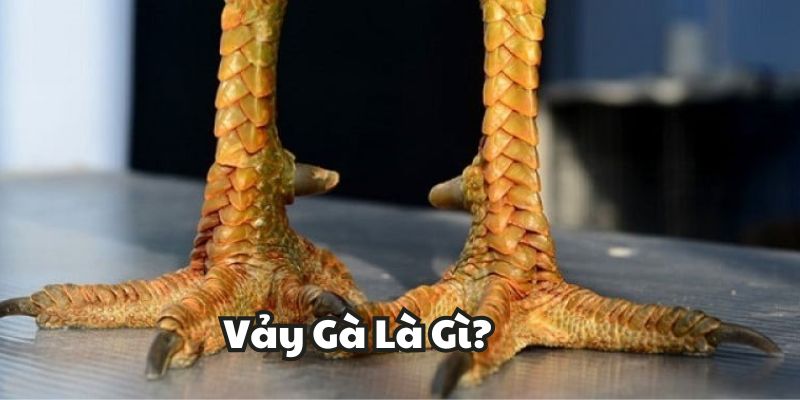 Vảy Gà Là Gì?