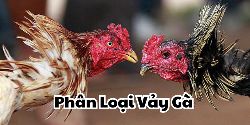 Phân Loại Vảy Gà Dễ Biết Cho Người Mới